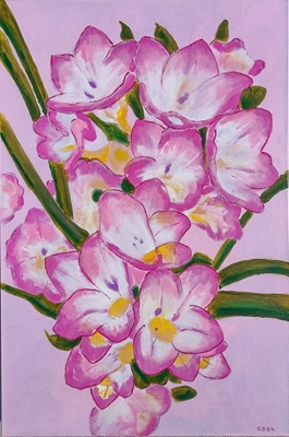 Pink Freesias